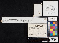 Conocybe crispa image