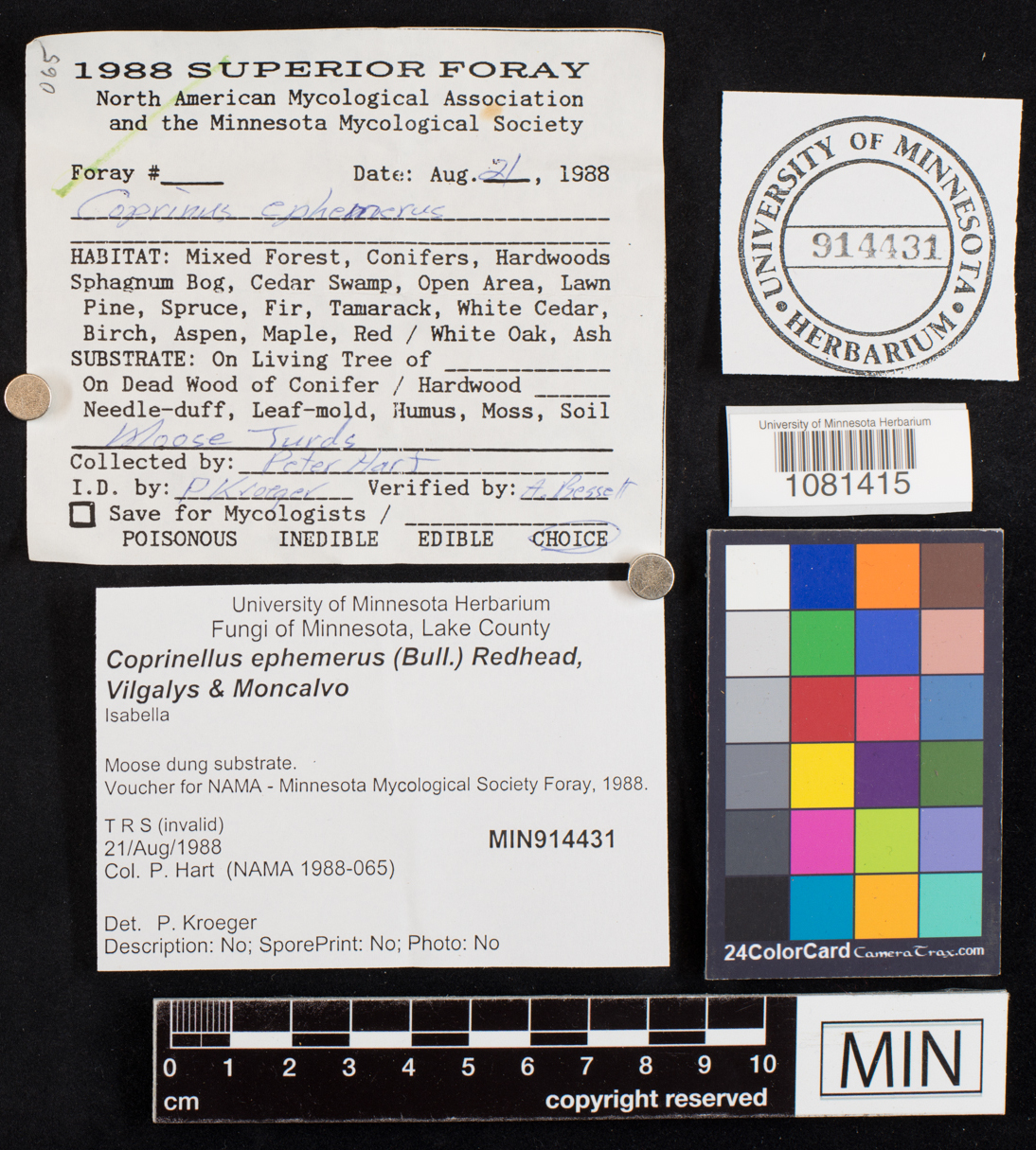 Coprinellus ephemerus image
