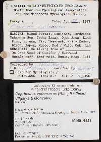 Coprinellus ephemerus image