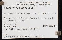 Coprinellus domesticus image
