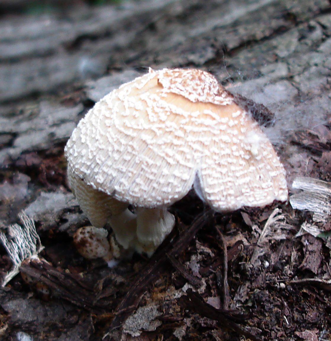 Coprinellus domesticus image