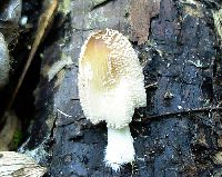 Coprinellus domesticus image