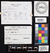 Coprinellus domesticus image