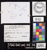 Coprinellus domesticus image