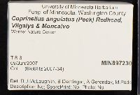 Coprinellus angulatus image