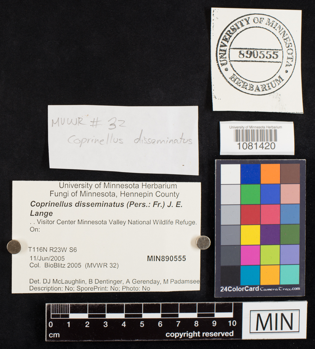 Coprinellus disseminatus image