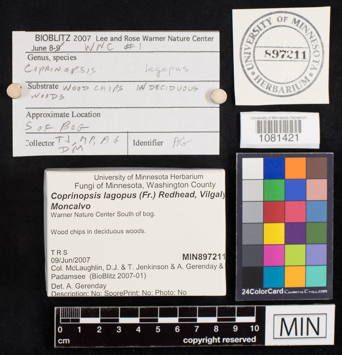 Coprinopsis lagopus image