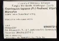 Coprinopsis lagopus image