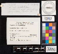 Coprinopsis variegata image