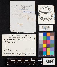 Coprinopsis atramentaria image