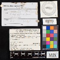 Coprinopsis atramentaria image