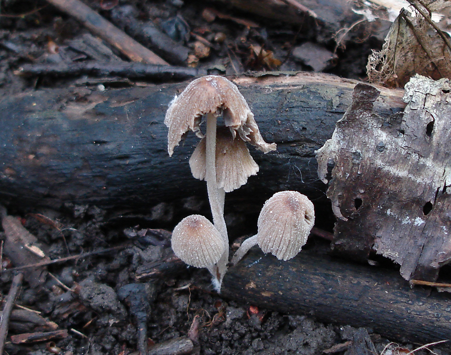Coprinellus plagioporus image