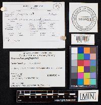 Coprinellus plagioporus image