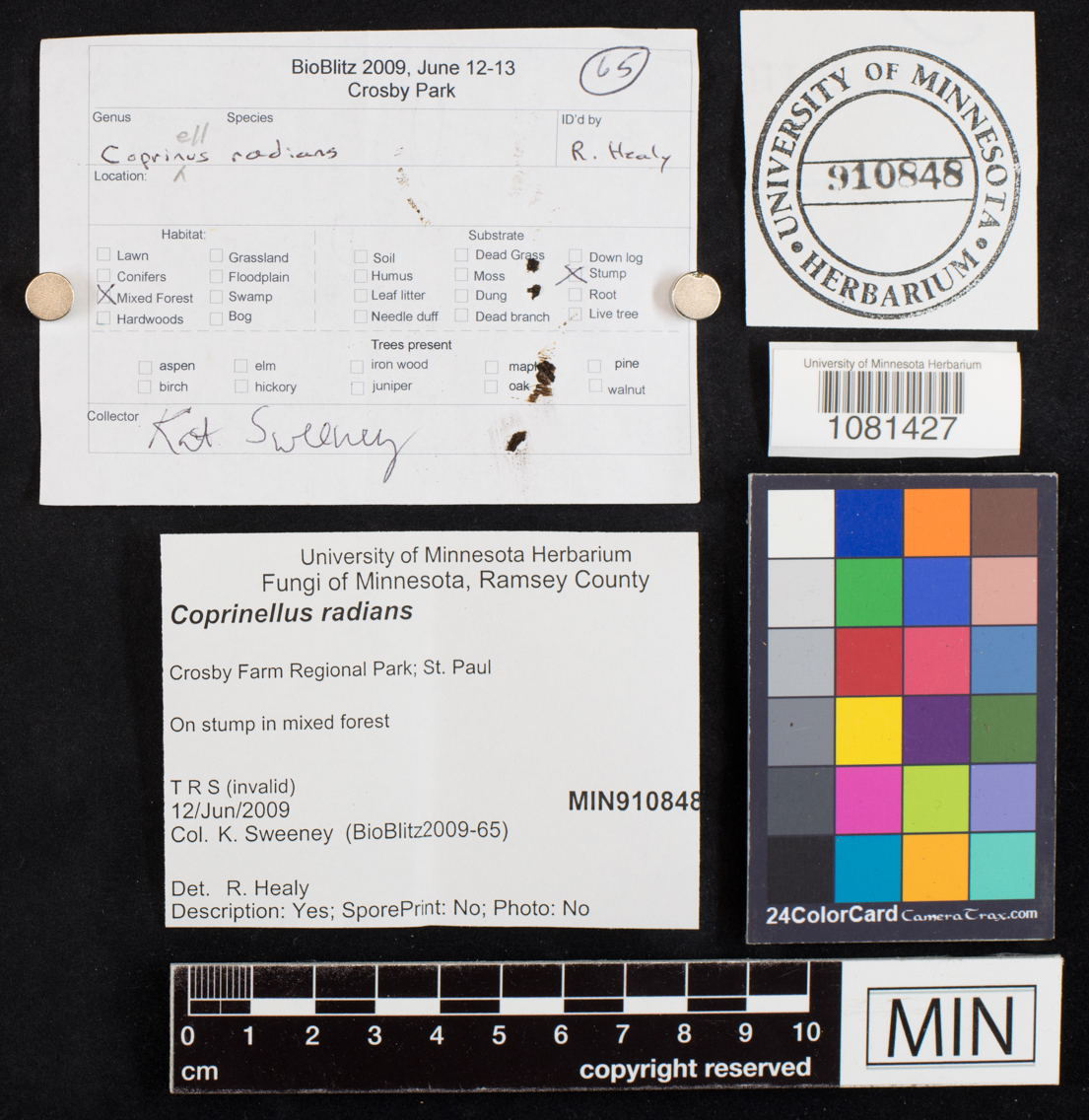 Coprinellus radians image