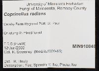 Coprinellus radians image