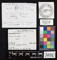 Coprinellus radians image