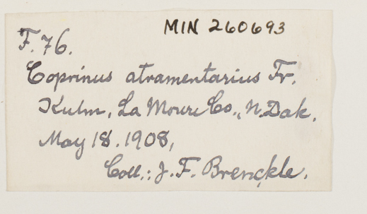 Coprinopsis atramentaria image