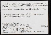 Coprinopsis atramentaria image