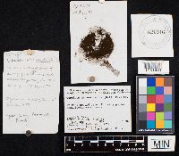 Coprinopsis atramentaria image