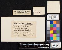 Coprinopsis atramentaria image