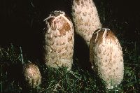 Image of Coprinus comatus