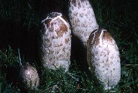 Coprinus comatus image