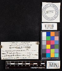 Coprinopsis atramentaria image