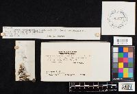 Coprinopsis atramentaria image