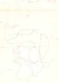 Coprinus laniger image