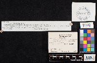 Coprinus laniger image