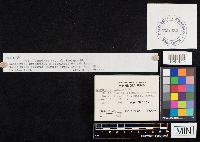 Coprinus laniger image