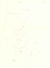 Coprinus laniger image