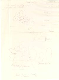 Coprinus laniger image