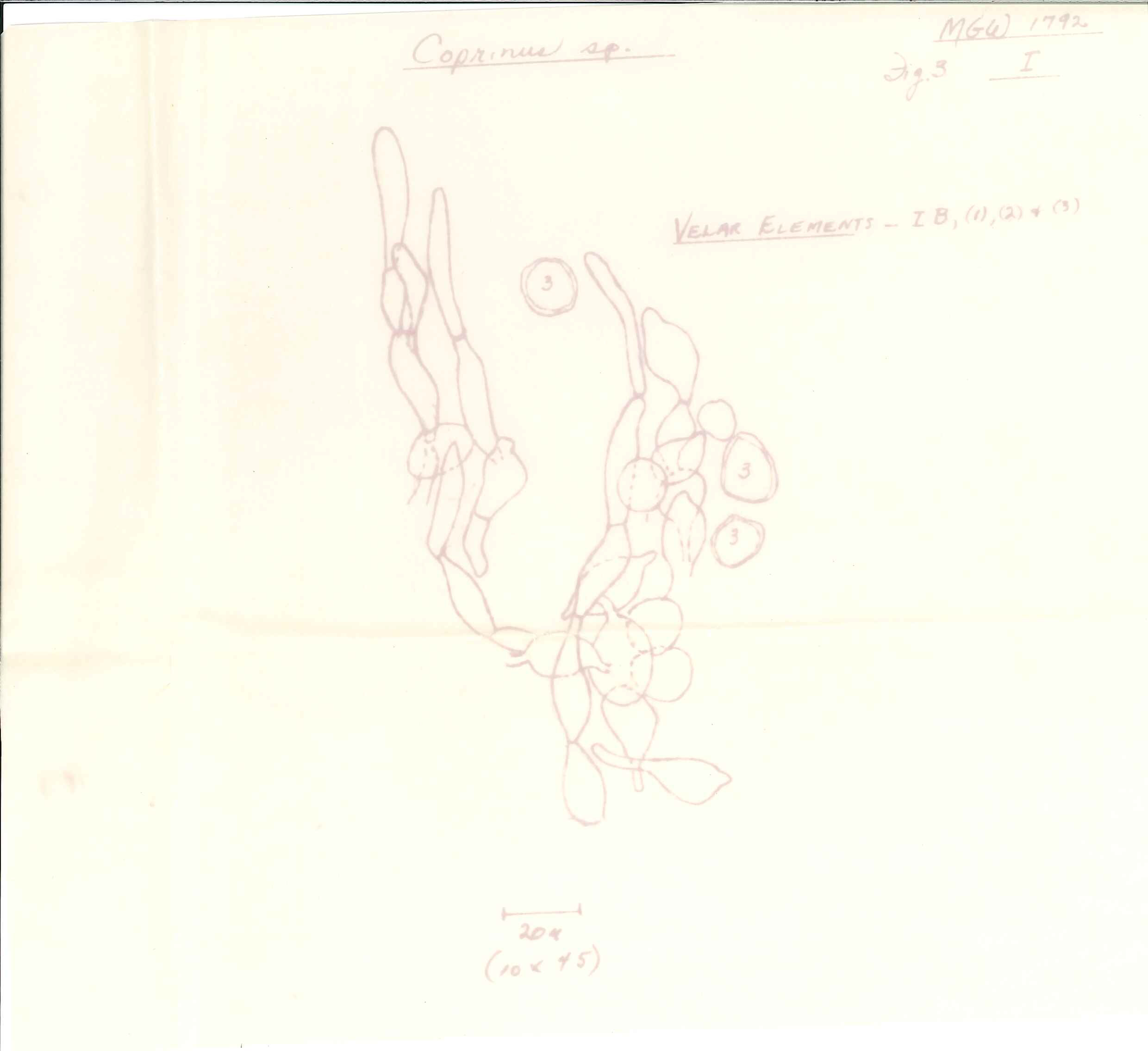Coprinus laniger image