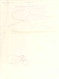 Coprinus laniger image