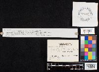 Coprinus laniger image