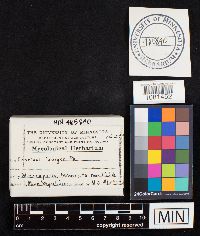 Coprinus laniger image