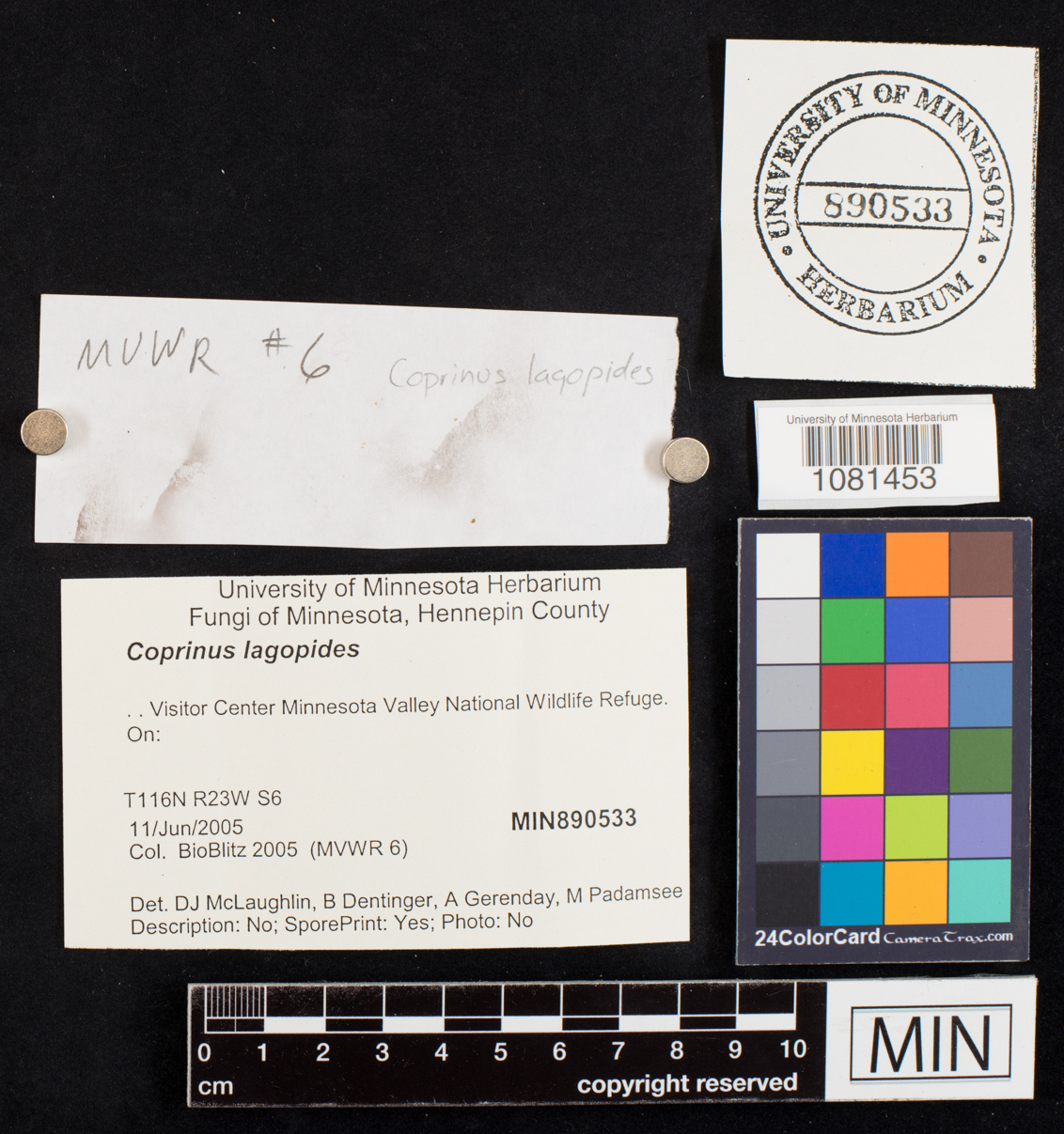 Coprinus lagopides image