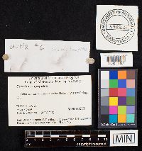 Image of Coprinus lagopides