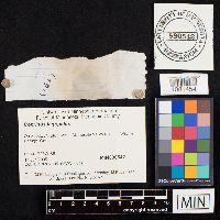 Coprinus lagopides image