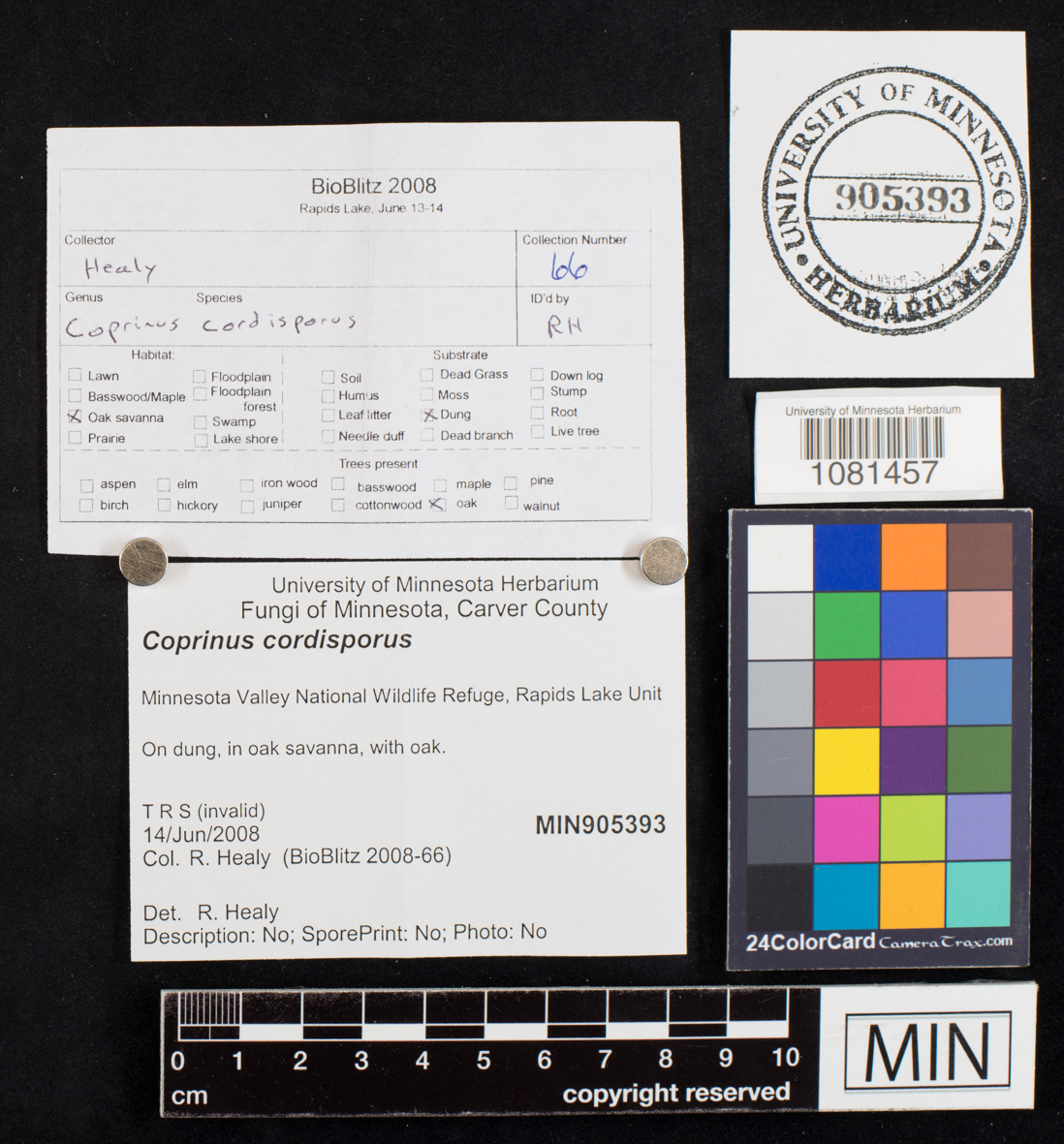 Coprinopsis cordispora image