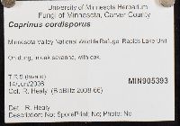 Coprinopsis cordispora image