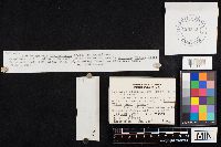 Coprinellus disseminatus image