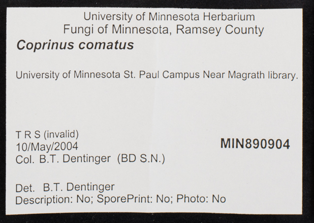 Coprinus comatus image
