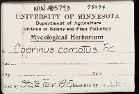 Coprinus comatus image