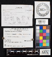 Coprinopsis variegata image