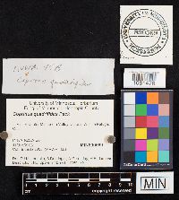 Coprinopsis variegata image