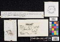 Coprinopsis variegata image