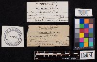 Coprinopsis variegata image