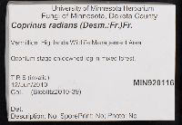 Coprinellus radians image